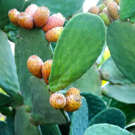 Prázdninový dům Vendicari Casa A Noto Eloro Vendicari Lido di Noto